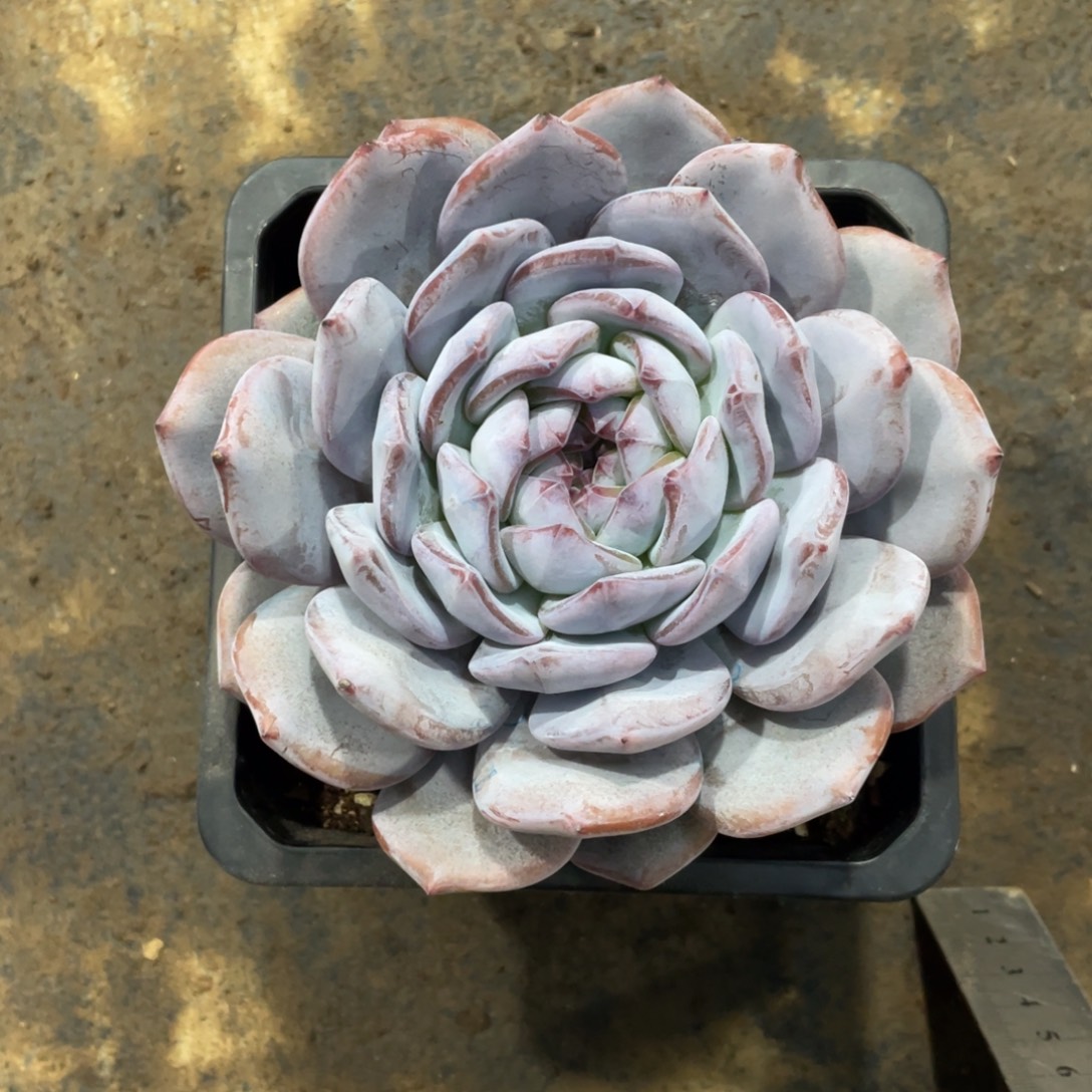 江***枝不知名冠幅13 公分一物一拍