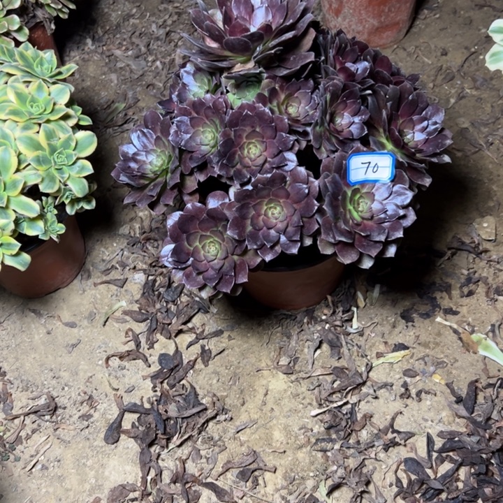 多肉植物黑魔法师70