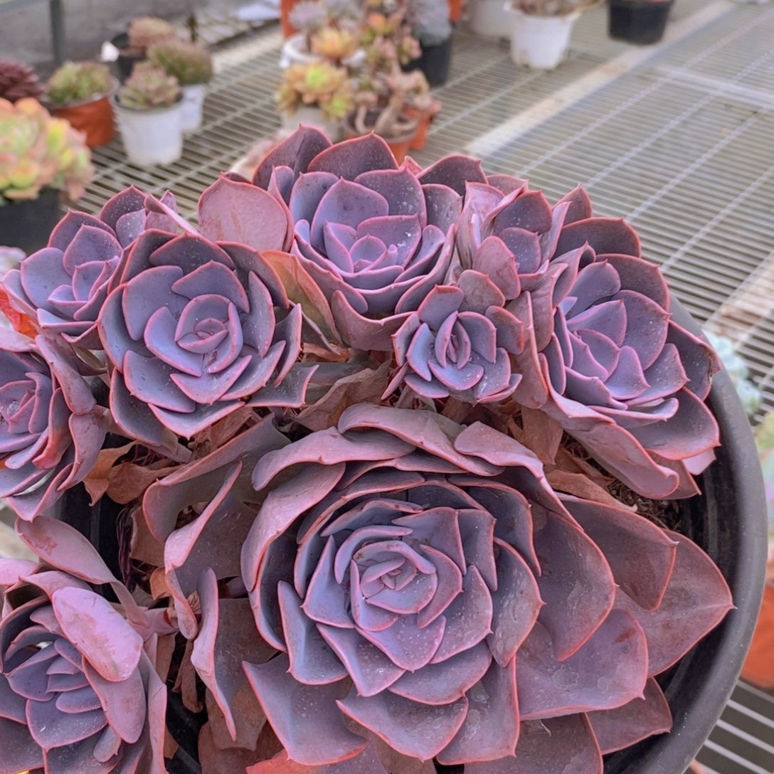 9713尘埃玫瑰一物一拍