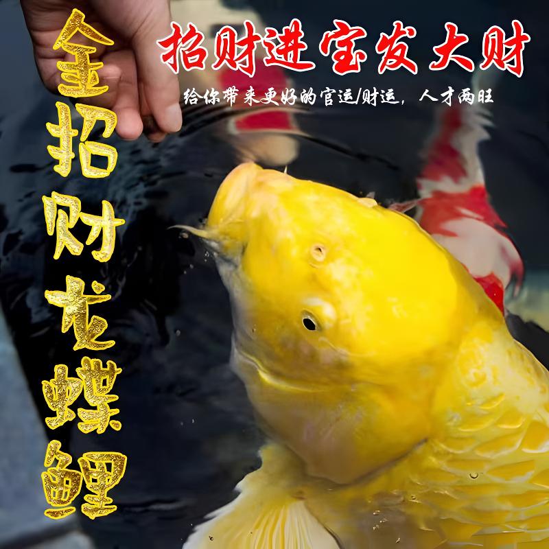观赏鱼【特价黄金锦鲤】.发货活体.