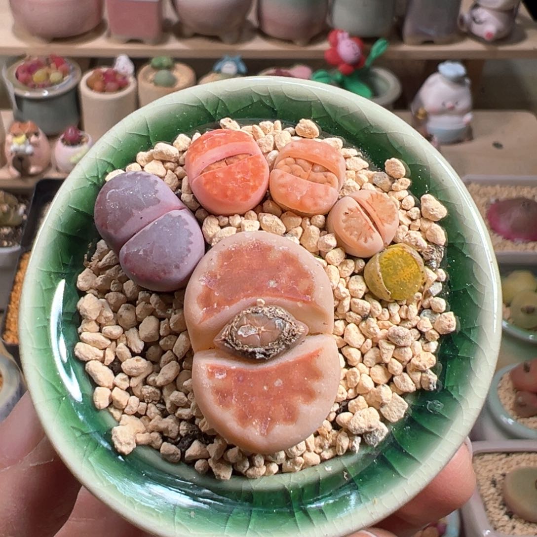 多肉植物186号脚丫子