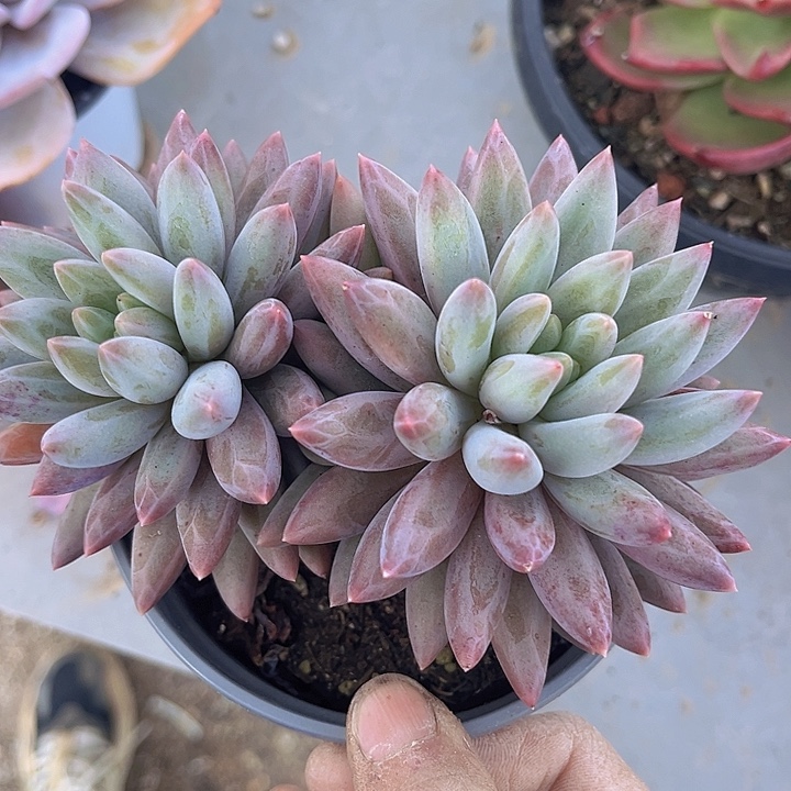 虞姬06163多肉植物