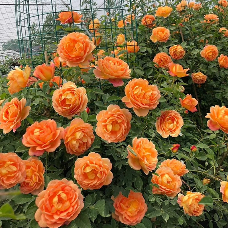 夏洛特夫人月季爬藤蔷薇花苗庭院阳台藤本植物苗大花浓香四季开花