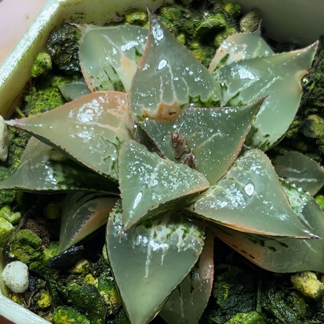 恭喜发财大吉大利0487