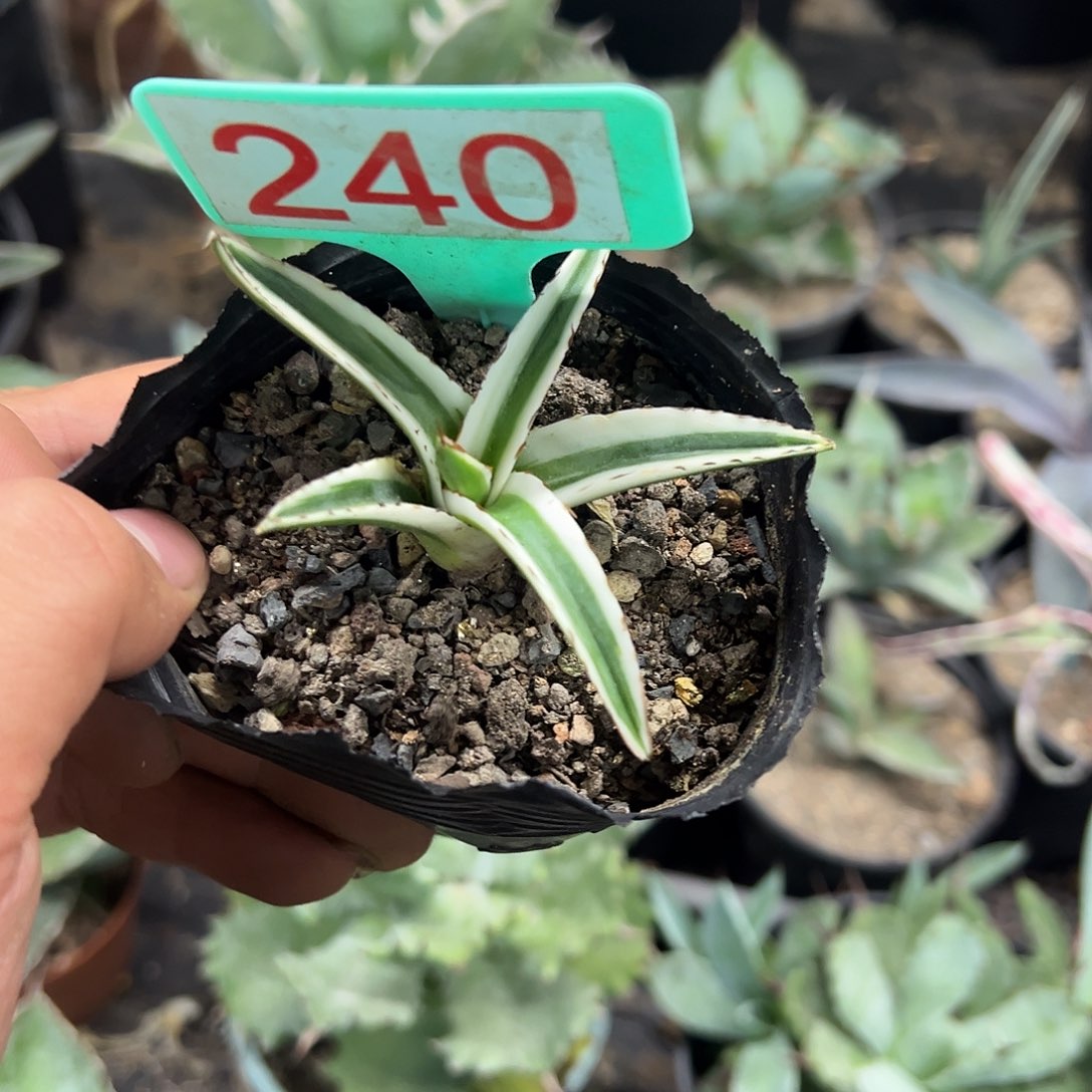 冰山龙舌兰非组培240