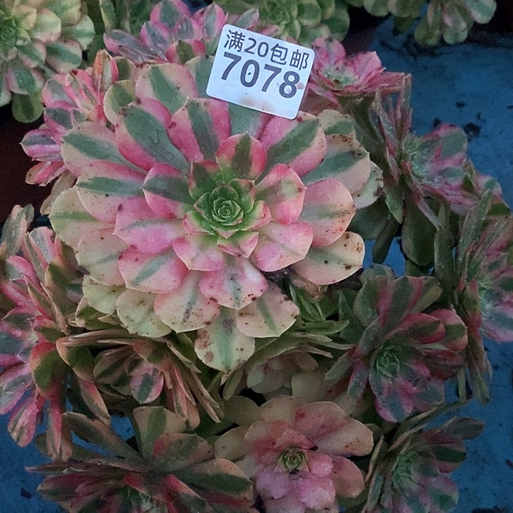 7078 一颗雨盒发