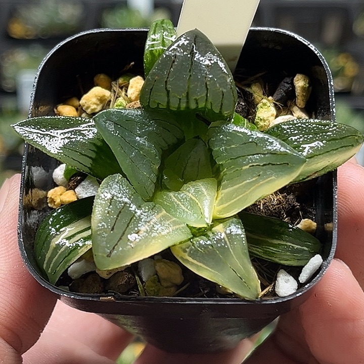 88红纹寿锦头家多肉十二卷