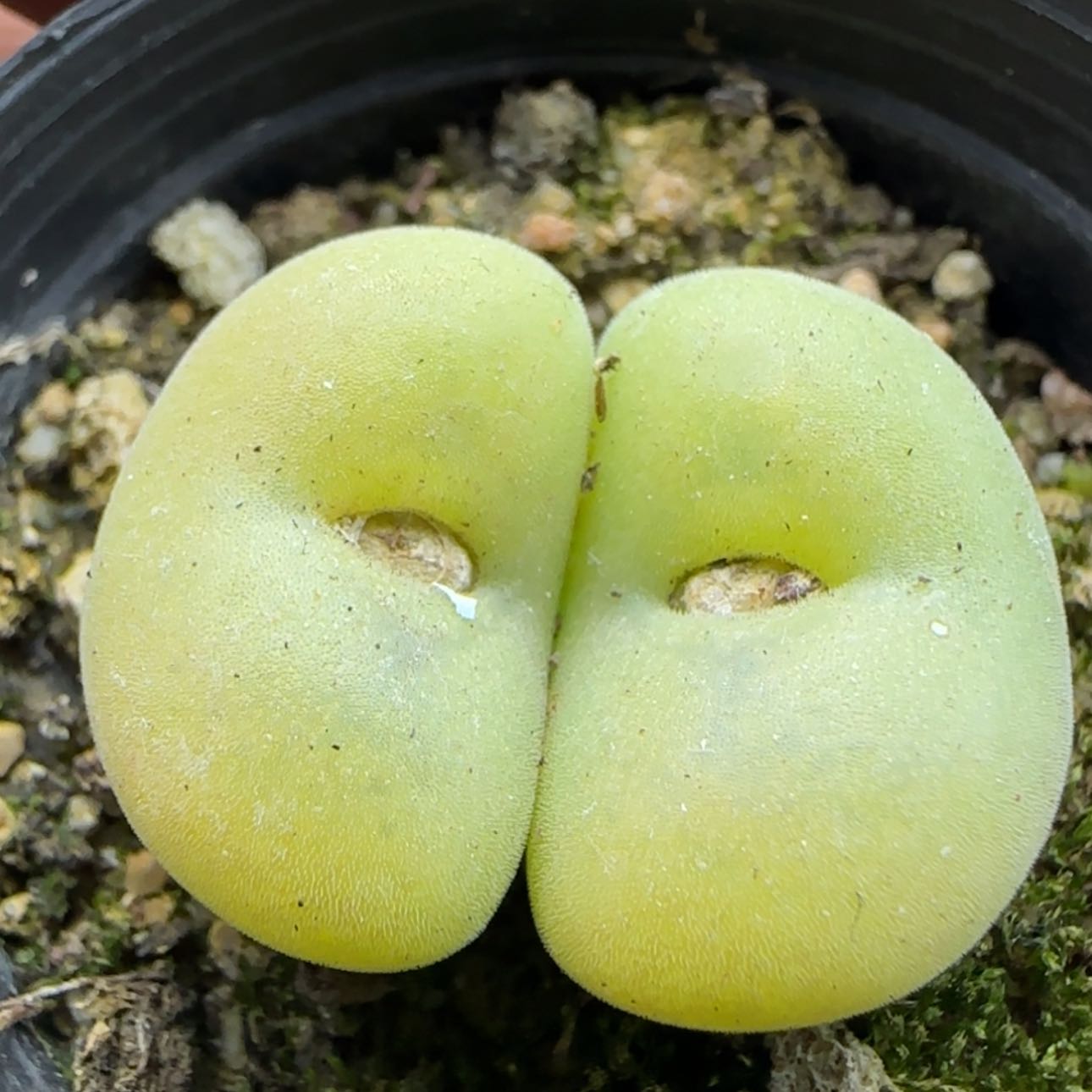 【闪购商品】21921