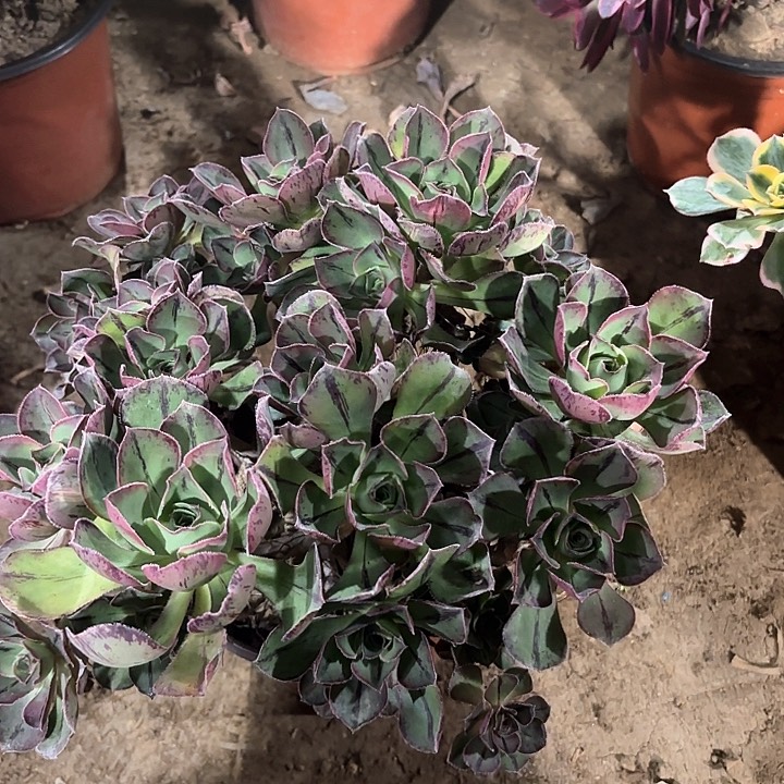 多肉植物青花瓷102