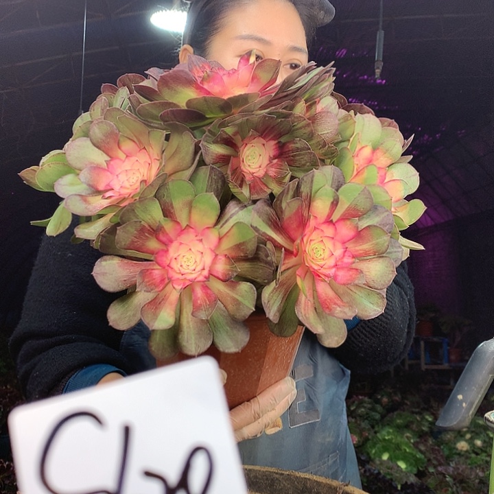 柒柒精品多肉脱土发货不包断侧枝不包售后S620