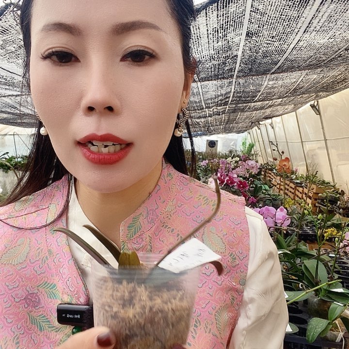 无花朵幻境蝴蝶兰