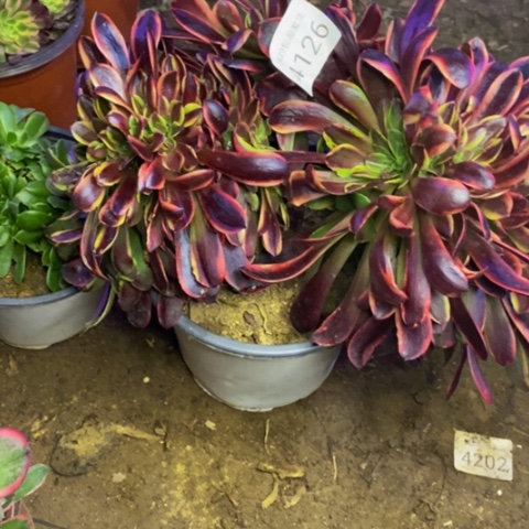 欧嘉丽多肉植物4126