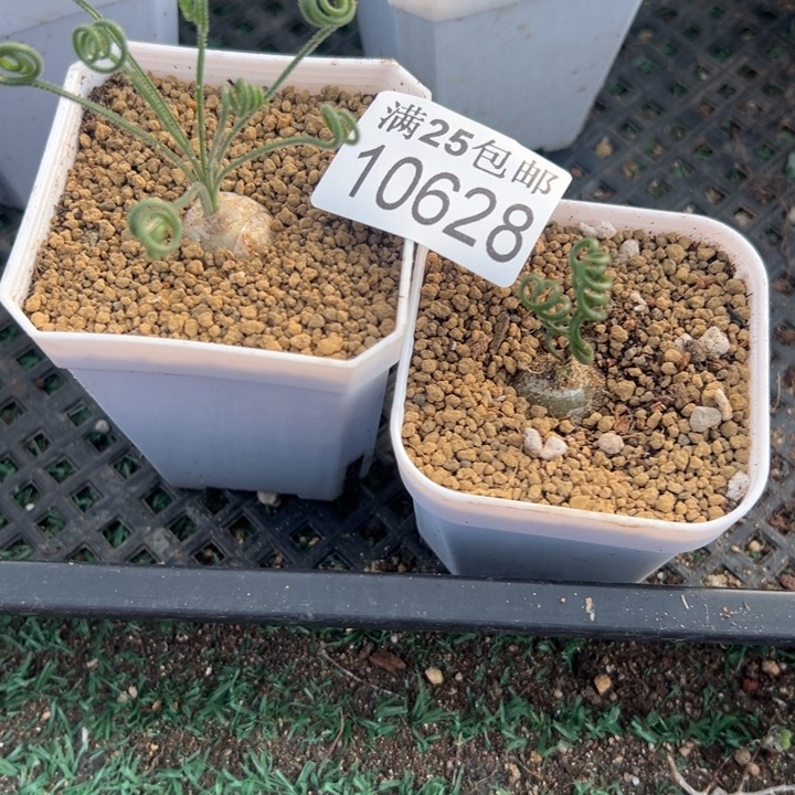 弹簧草628，一物一拍带盆