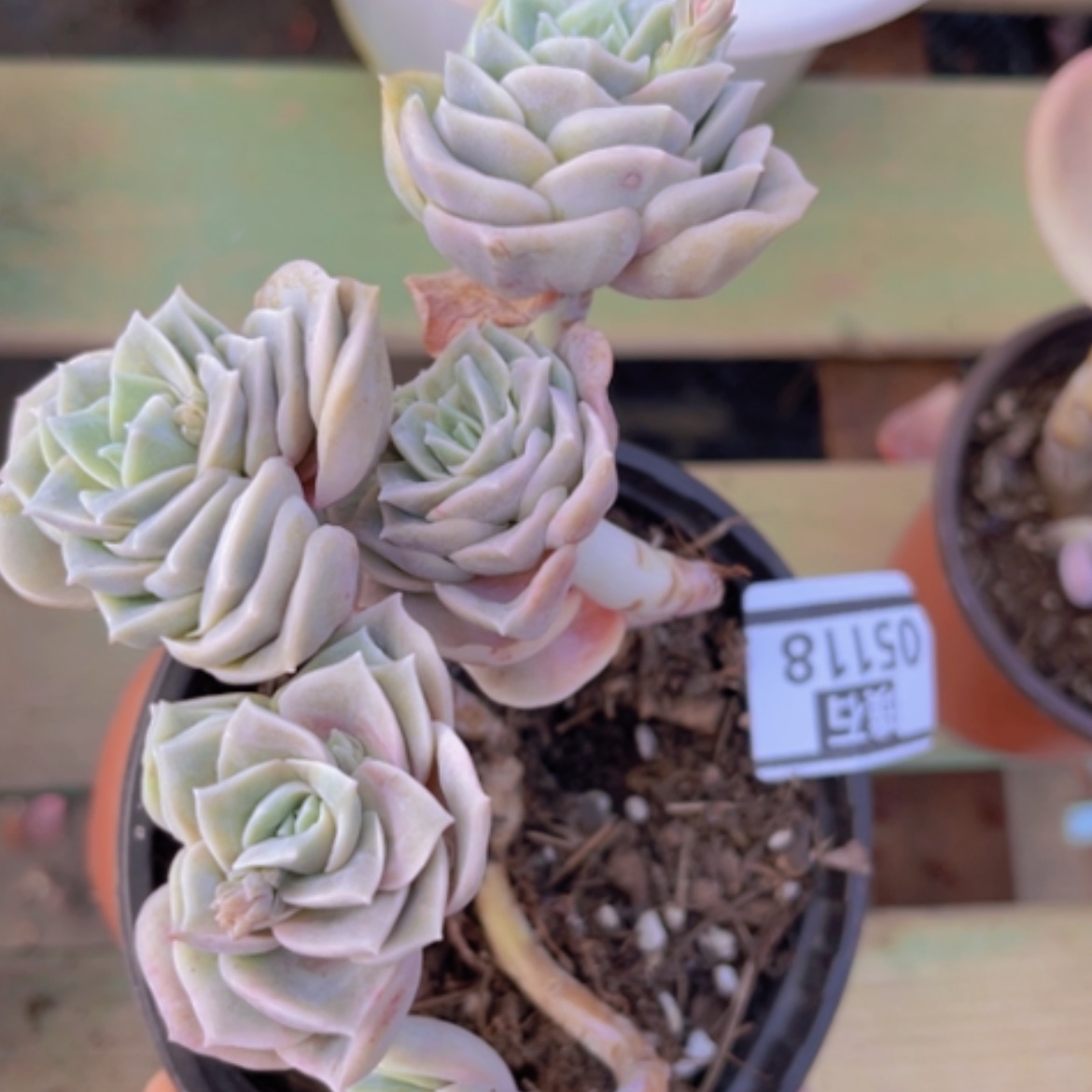 【闪购商品】可爱玫瑰05117