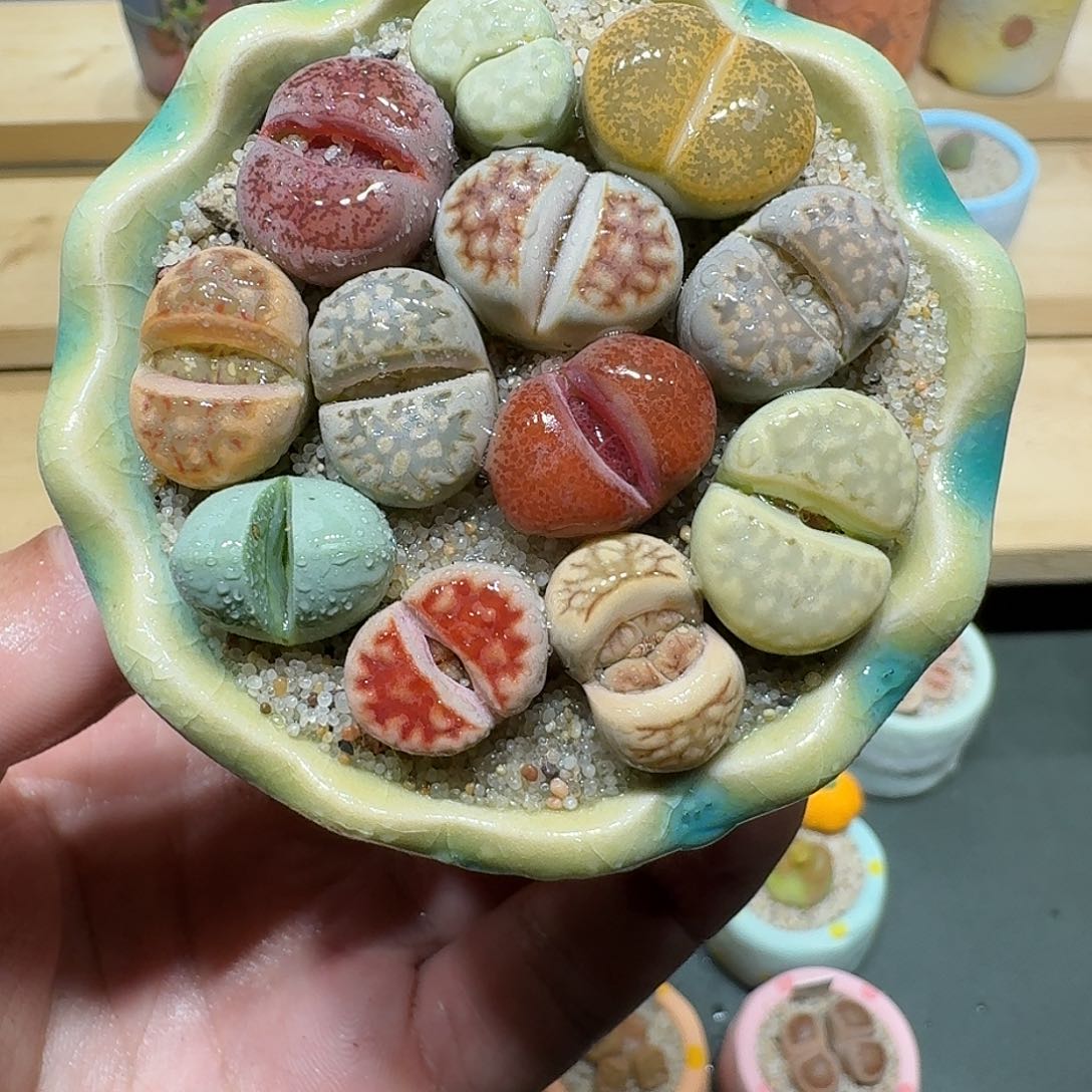 红陶蘑菇824彩拼