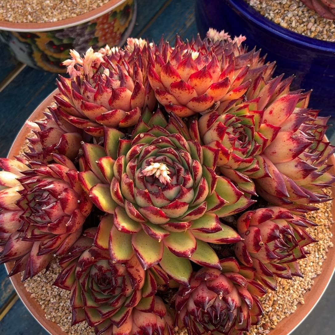 从前慢多肉精选编号0217.原始伊丽莎白