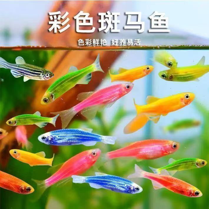 彩色斑马鱼3条（包邮不包损）