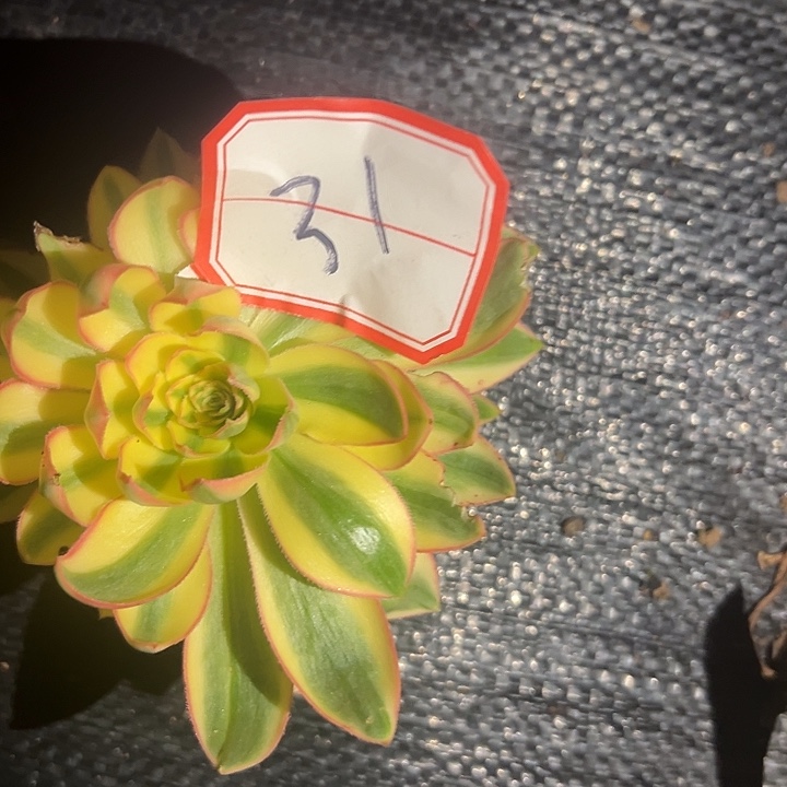法师锦好好看呀好看31