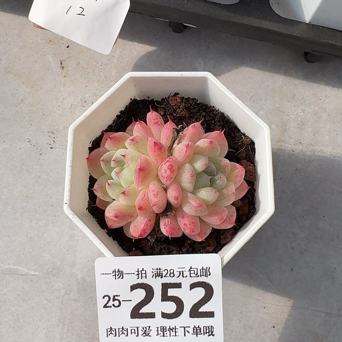 如梦令无盆土发货无