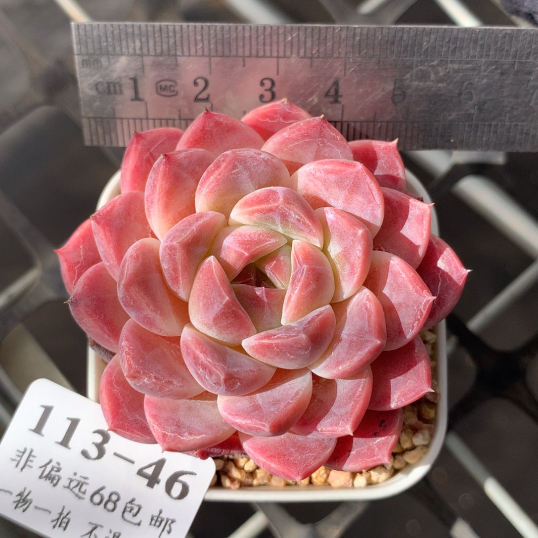 46。白巧克力冰魄。秘境。