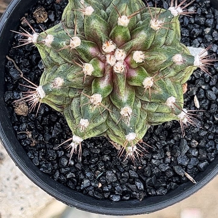 凉***信花友专拍一物一拍01