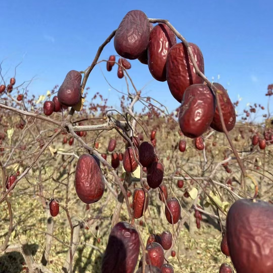 新疆和田大枣二三级混合装产地直发