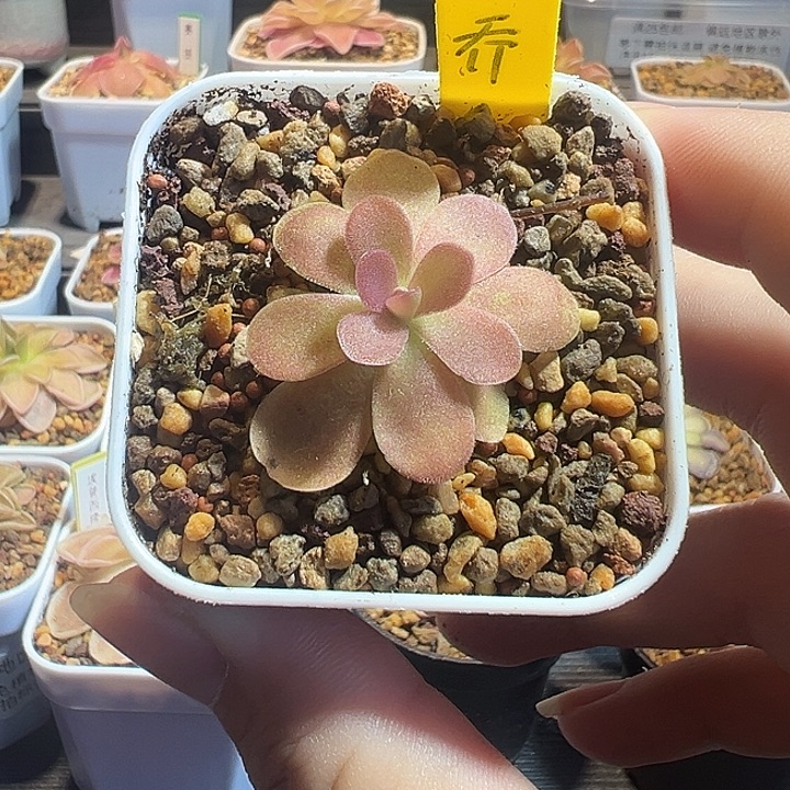 无花朵捕虫堇脱土发乔安娜88171