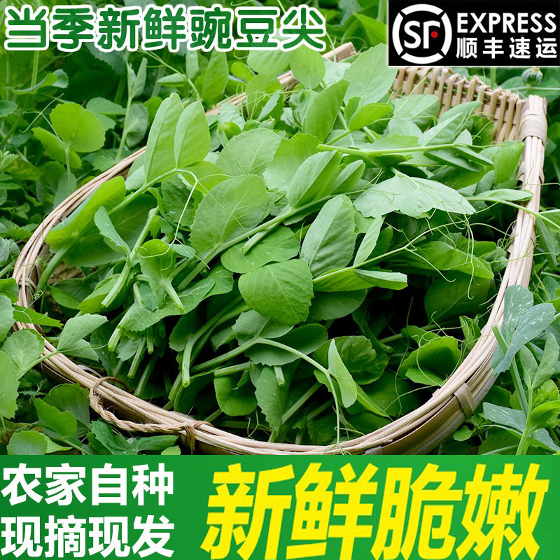 顺丰包邮四川新鲜豌豆尖时令农家蔬菜现摘现发豌豆苗嫩龙须菜