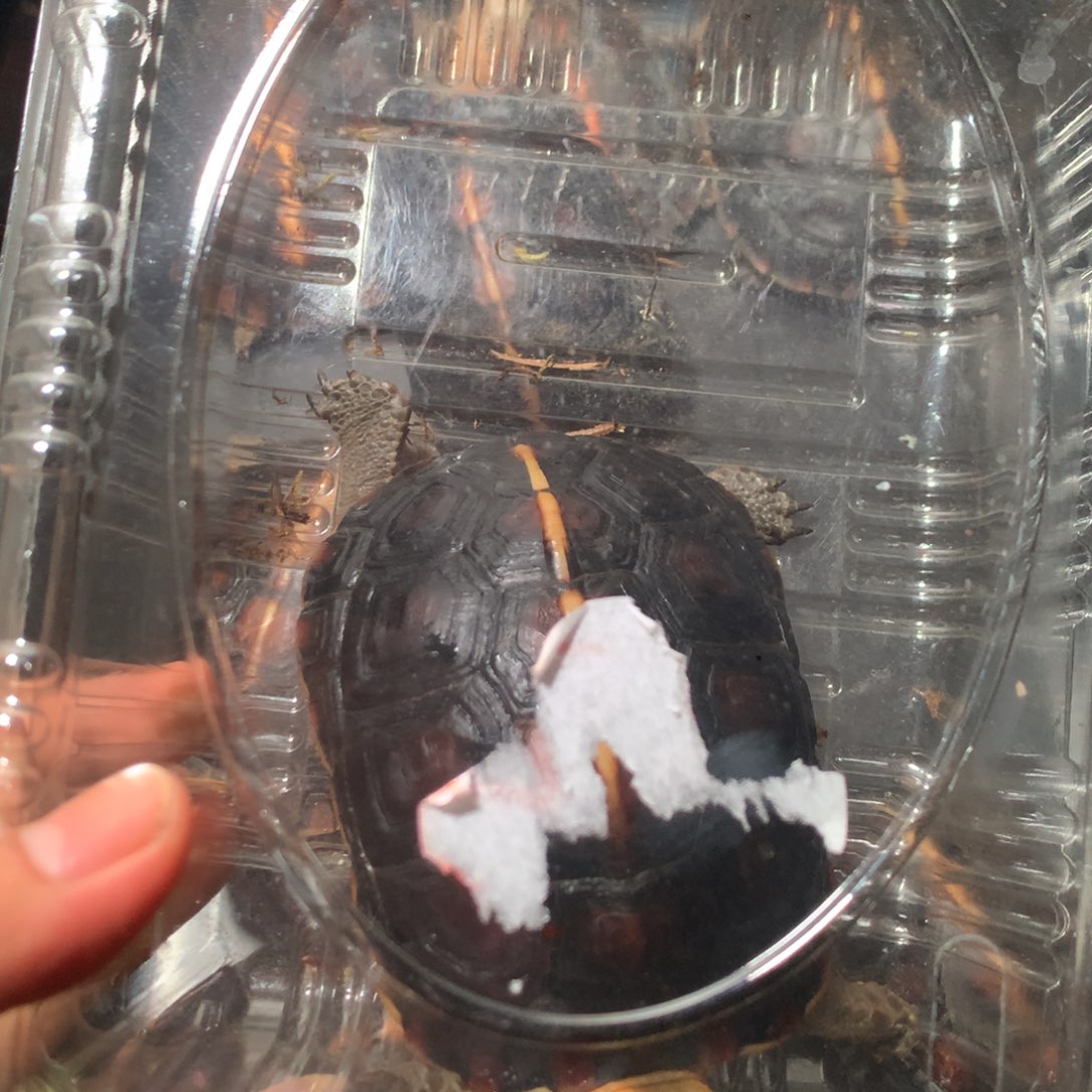 宠物龟不分公母宠物龟