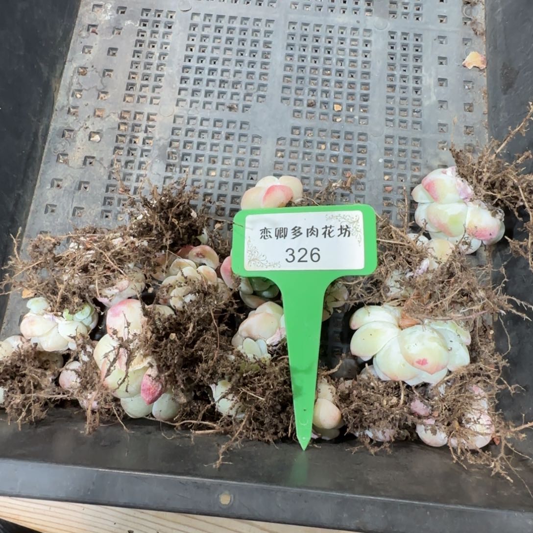 阁*326冰玉单头组合套装