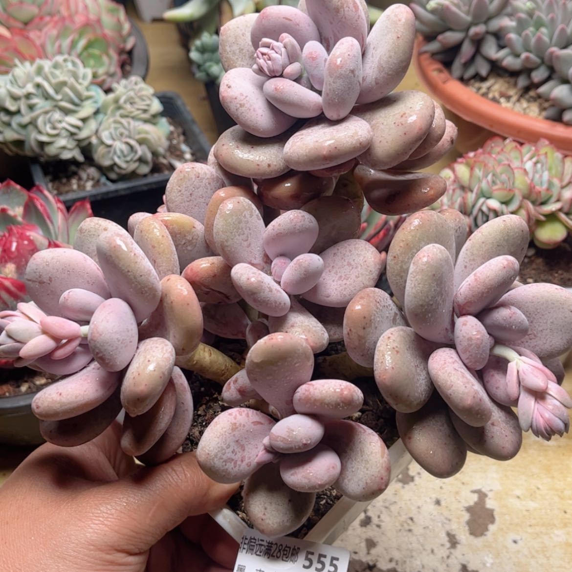 【闪购商品】555大叶奶