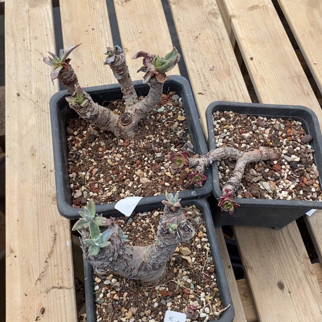 75号苹果叶三颗瑕疵