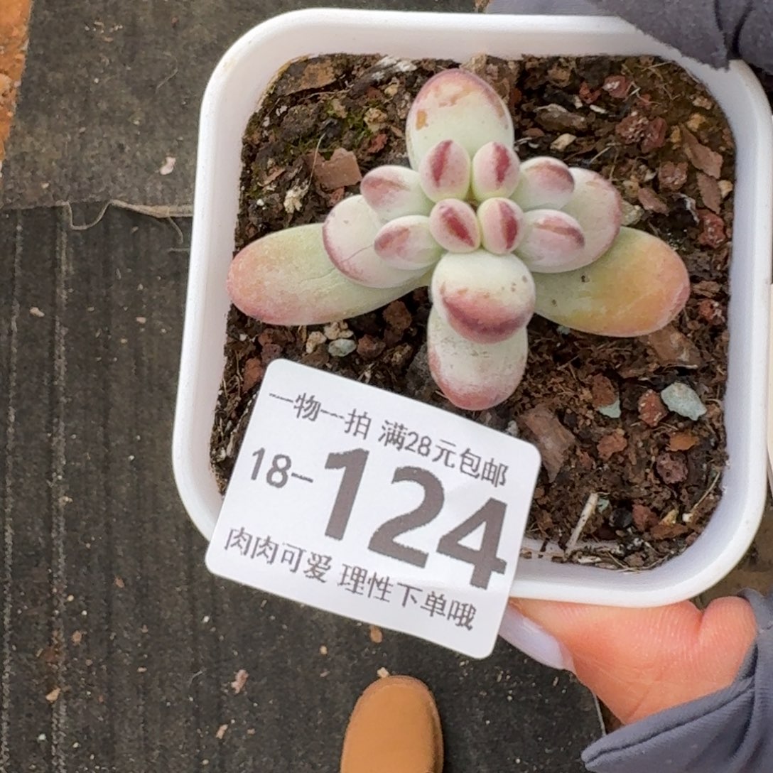 乒乓福娘无盆土发货无