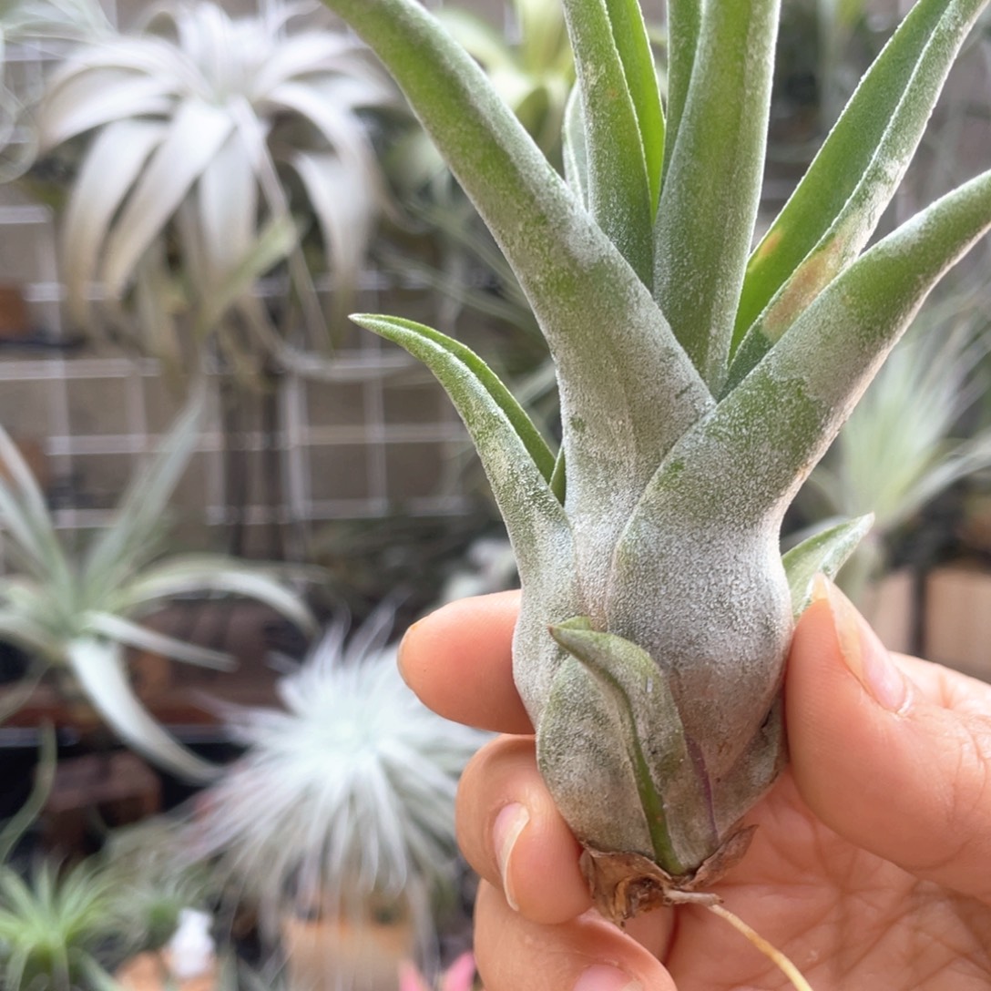 村***村电卷侧芽19号空气凤梨