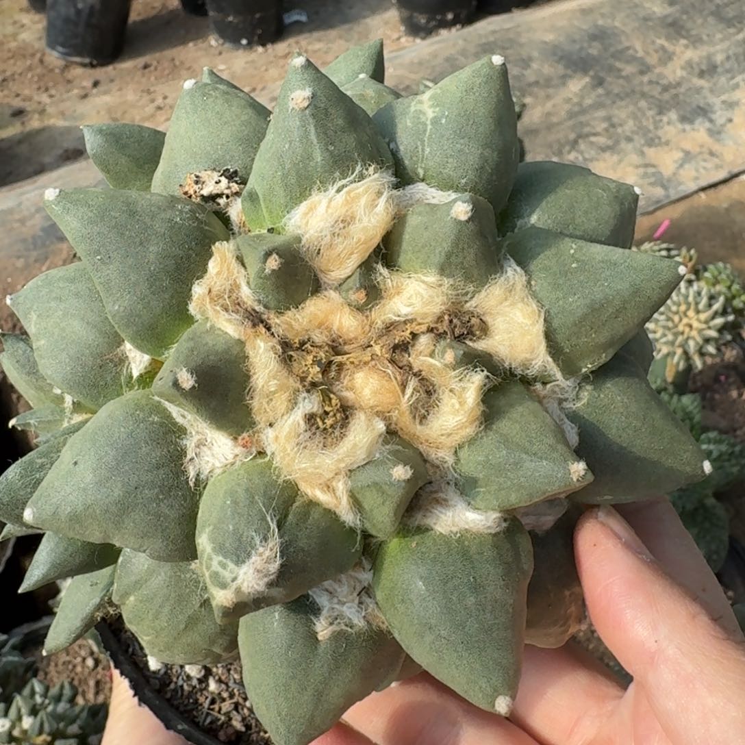 【闪购商品】葡萄蛋尤15公分