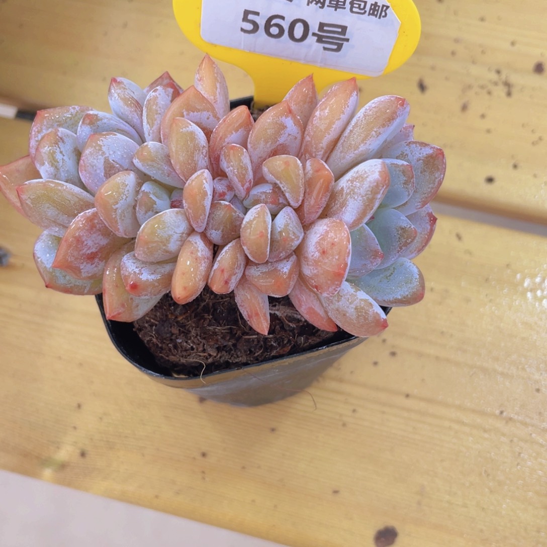 560号 老桩韩橙朵朵缀