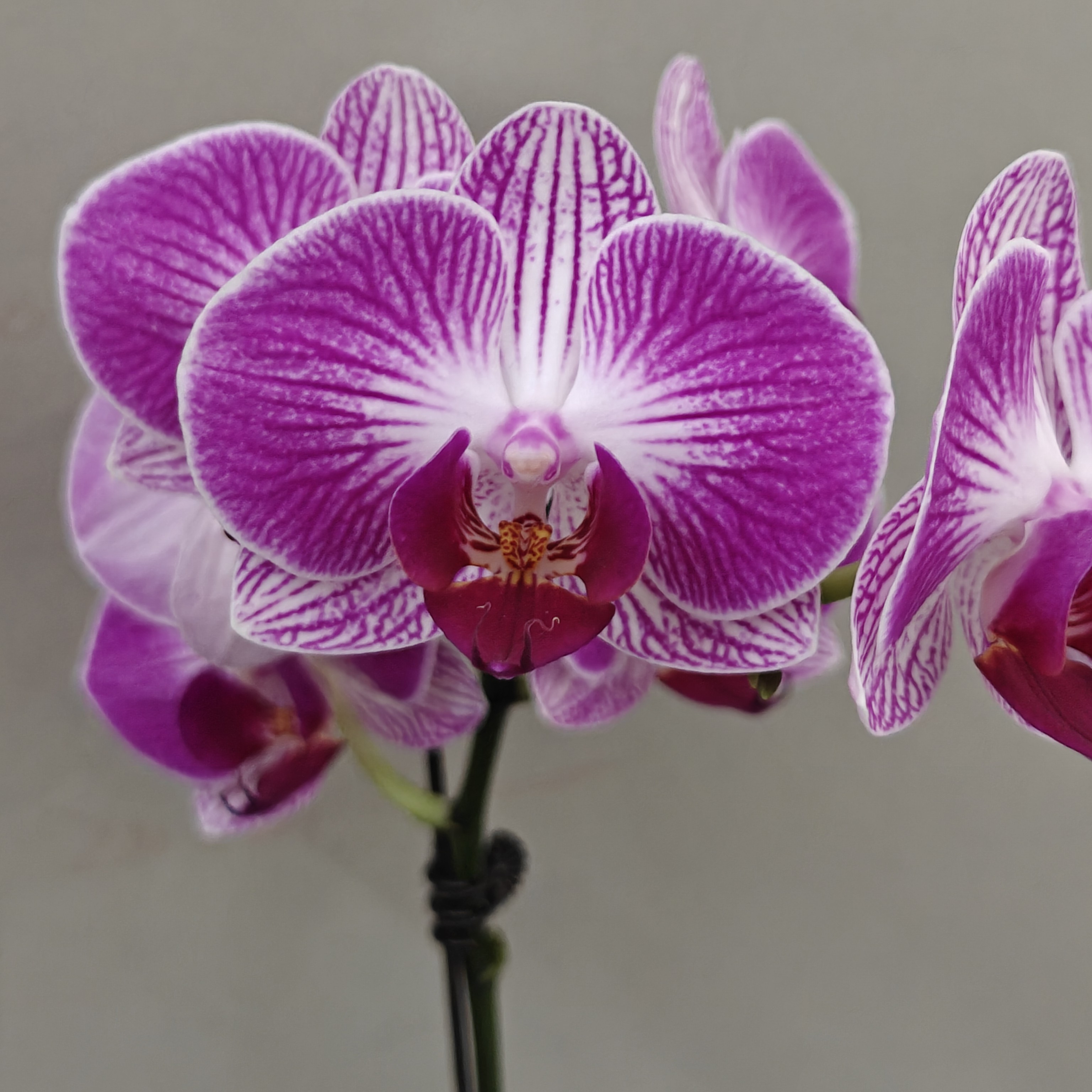 （红双喜01）蝴蝶兰 花期长 拍三颗以上租盆