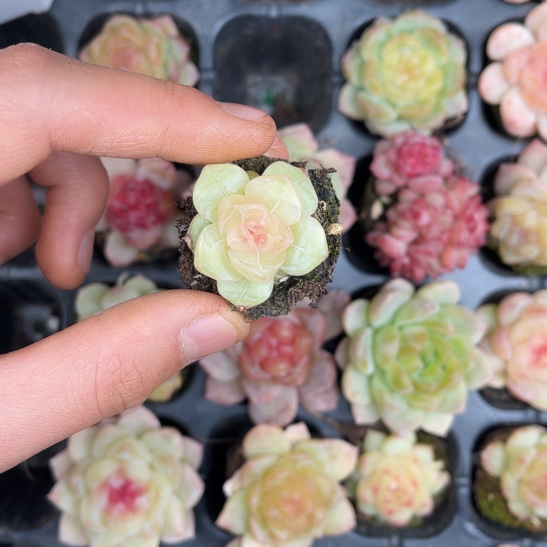 多肉一物一拍31-165