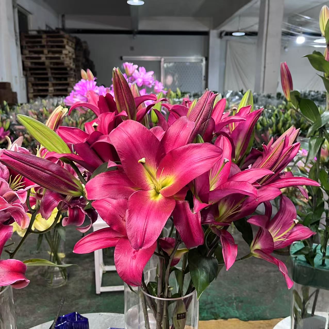 【火石】单瓣香水百合花鲜花生活鲜花家庭插花质量开花叶子