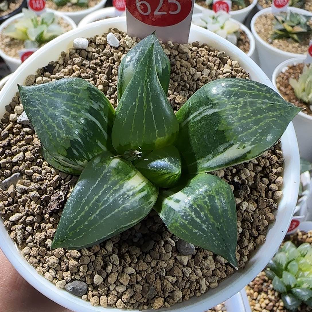 625号正康平锦6.6左右一物一拍带盆土