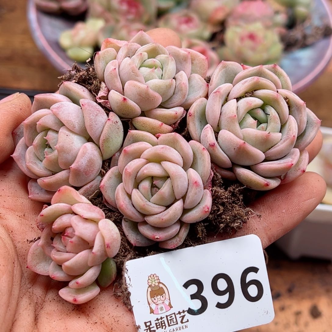 多肉植物多肉植物