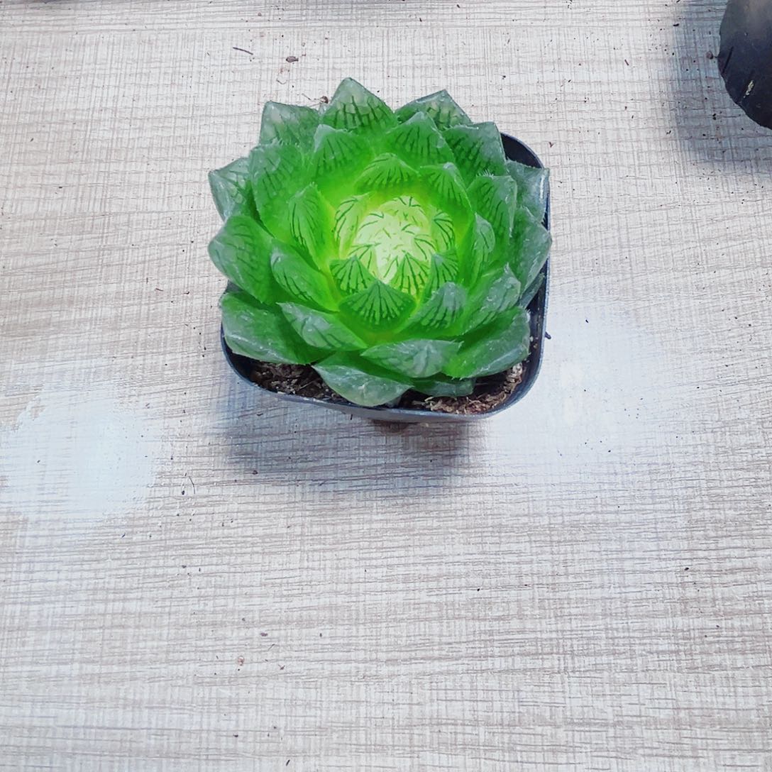 白莲花多肉植物6666