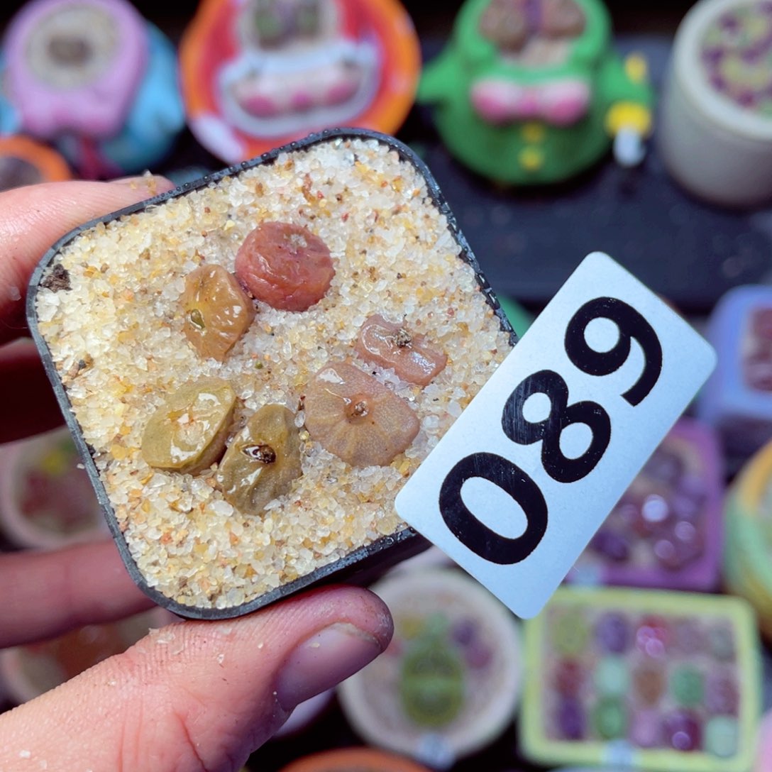 089生石花带盆发