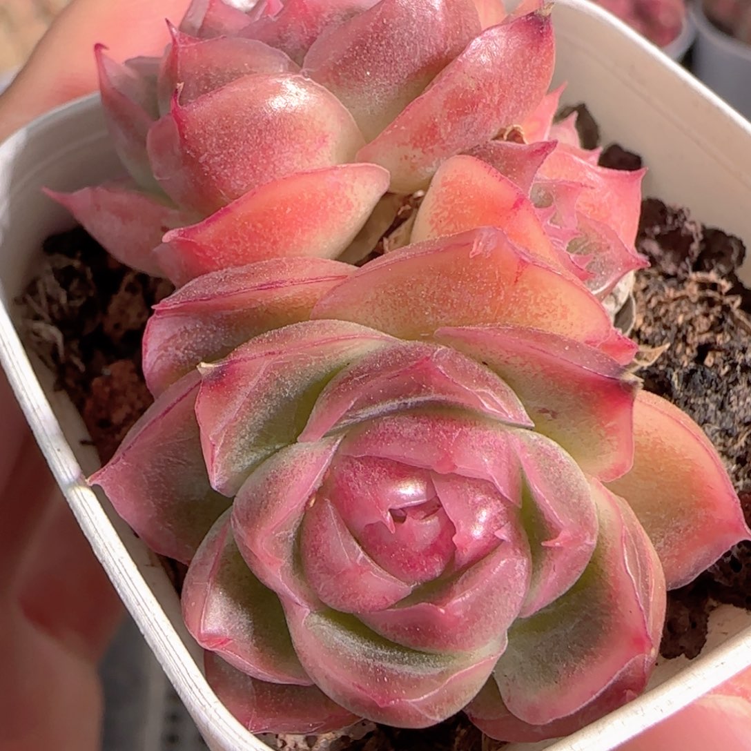 多肉1229-169福利福利