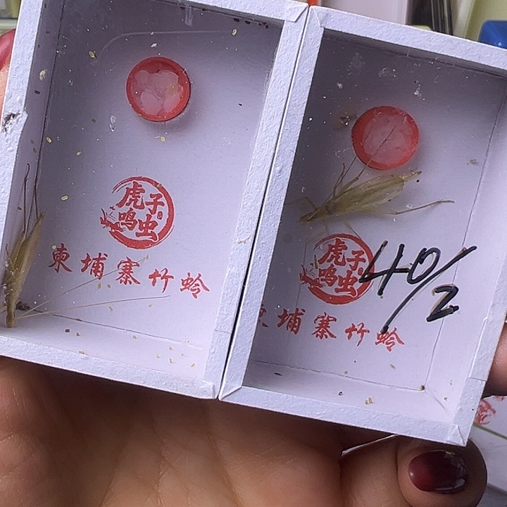 柬埔寨哈哈哈哈哈哈哈哈哈哈哈