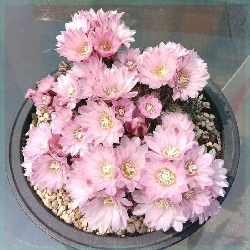 开花樱花罗星丸仙人球裸萼球属群生多头易群花阳台盆栽多肉植物