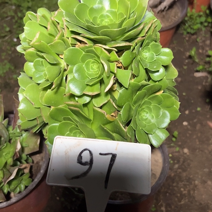 多肉植物绿羊绒法师