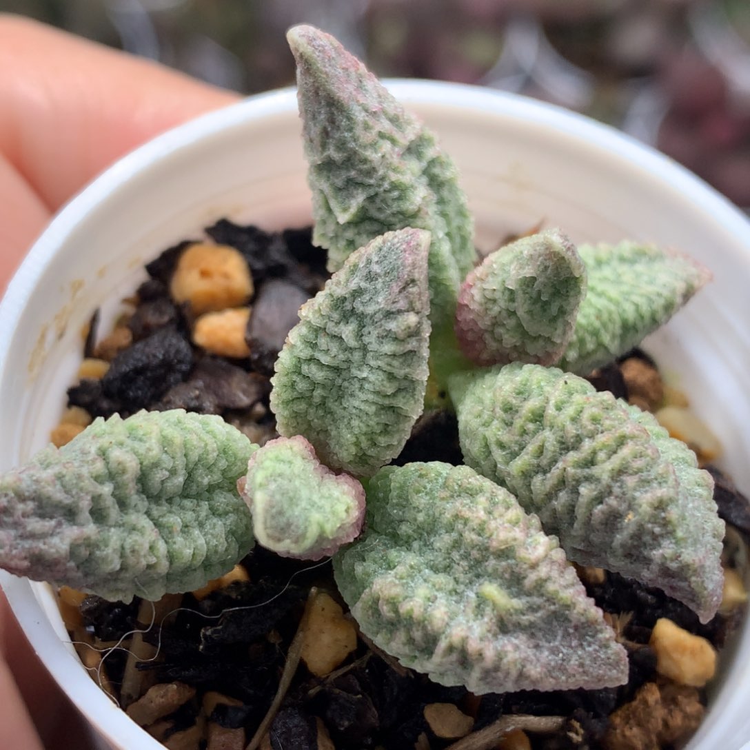 融化纹假猪肝 多肉植物