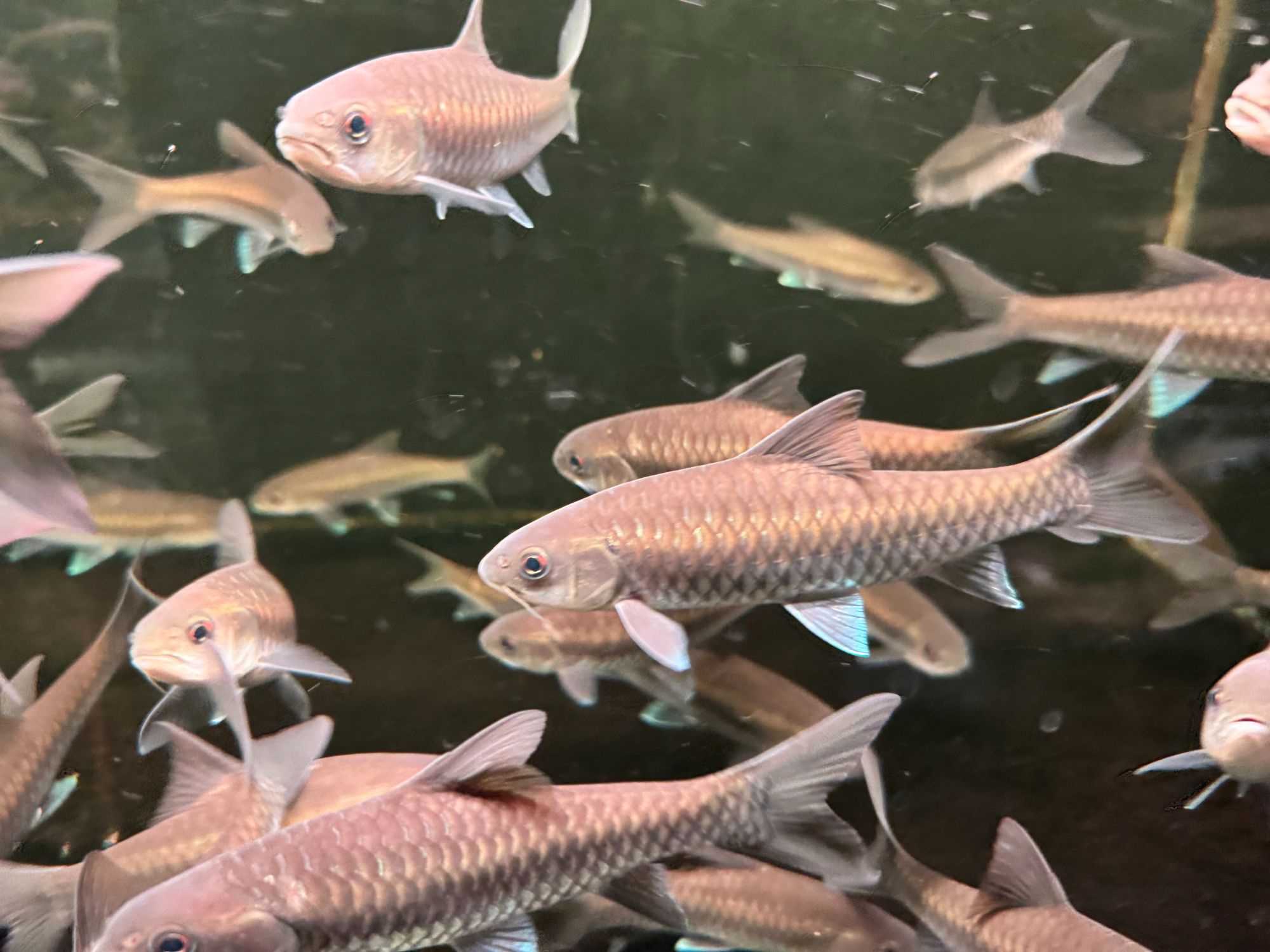 清水河保山蓝吉鱼/国结红吉罗鱼小苗子套餐