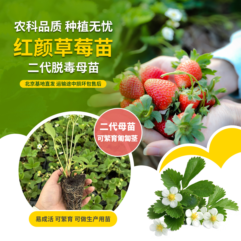 北京农科院草莓苗红颜草莓脱毒二代母苗大田生产阳台盆栽草莓种苗